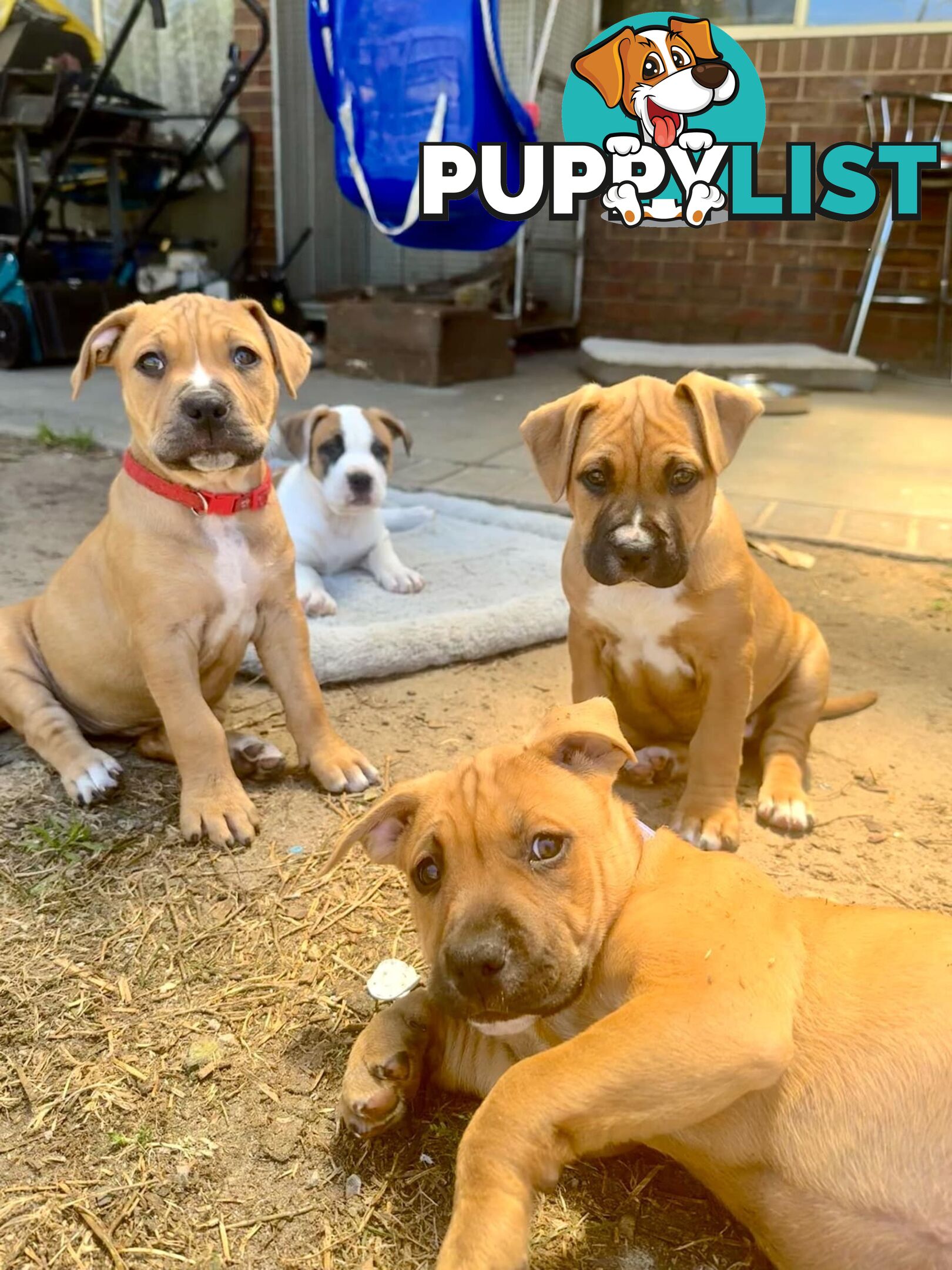 Purebred american Staffordshire Terrier puppies 2male 3female