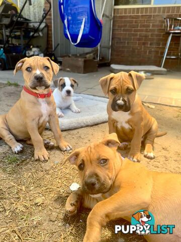 Purebred american Staffordshire Terrier puppies 2male 3female