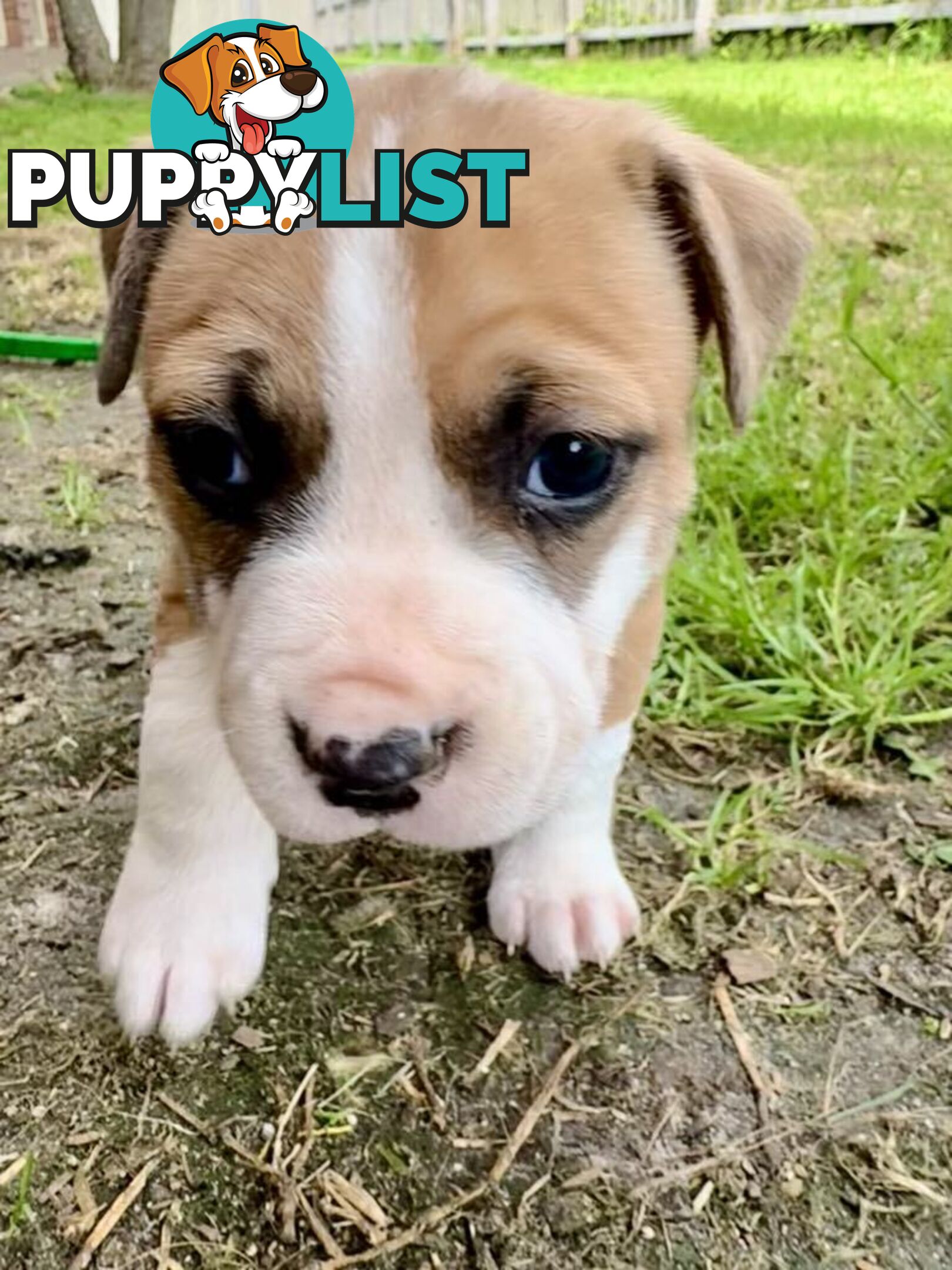 Purebred american Staffordshire Terrier puppies 2male 3female