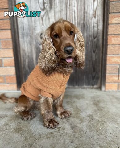 Cocker Spaniel Puppies Pure Bred RBPA Registered Program