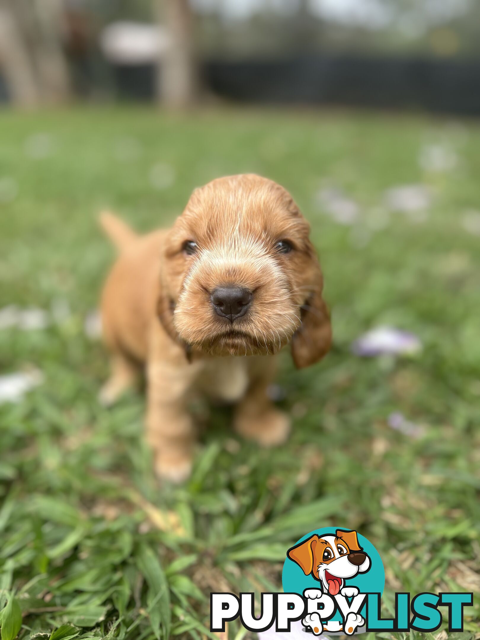 Cocker Spaniel Puppies Pure Bred RBPA Registered Program