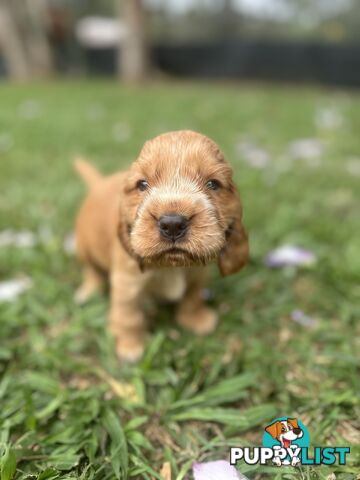 Cocker Spaniel Puppies Pure Bred RBPA Registered Program