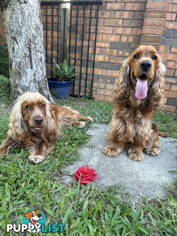 Cocker Spaniel Puppies Pure Bred RBPA Registered Program