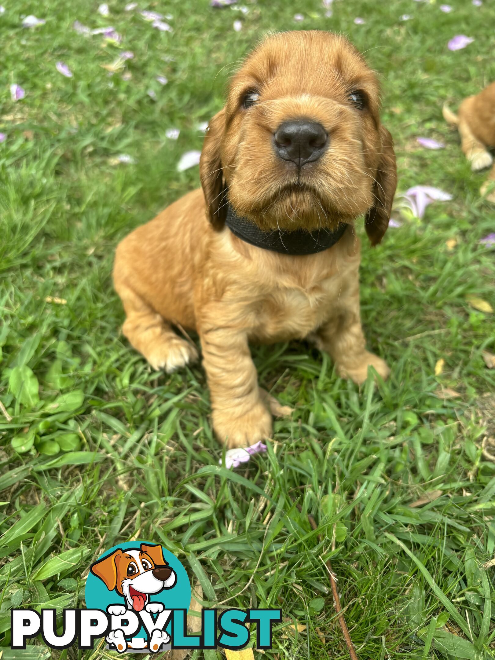 Cocker Spaniel Puppies Pure Bred RBPA Registered Program