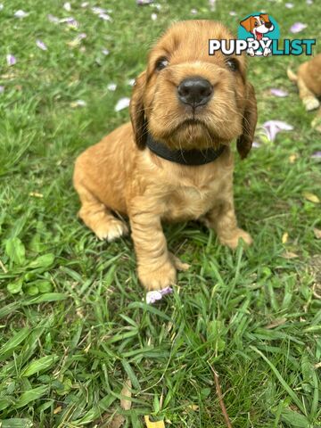 Cocker Spaniel Puppies Pure Bred RBPA Registered Program