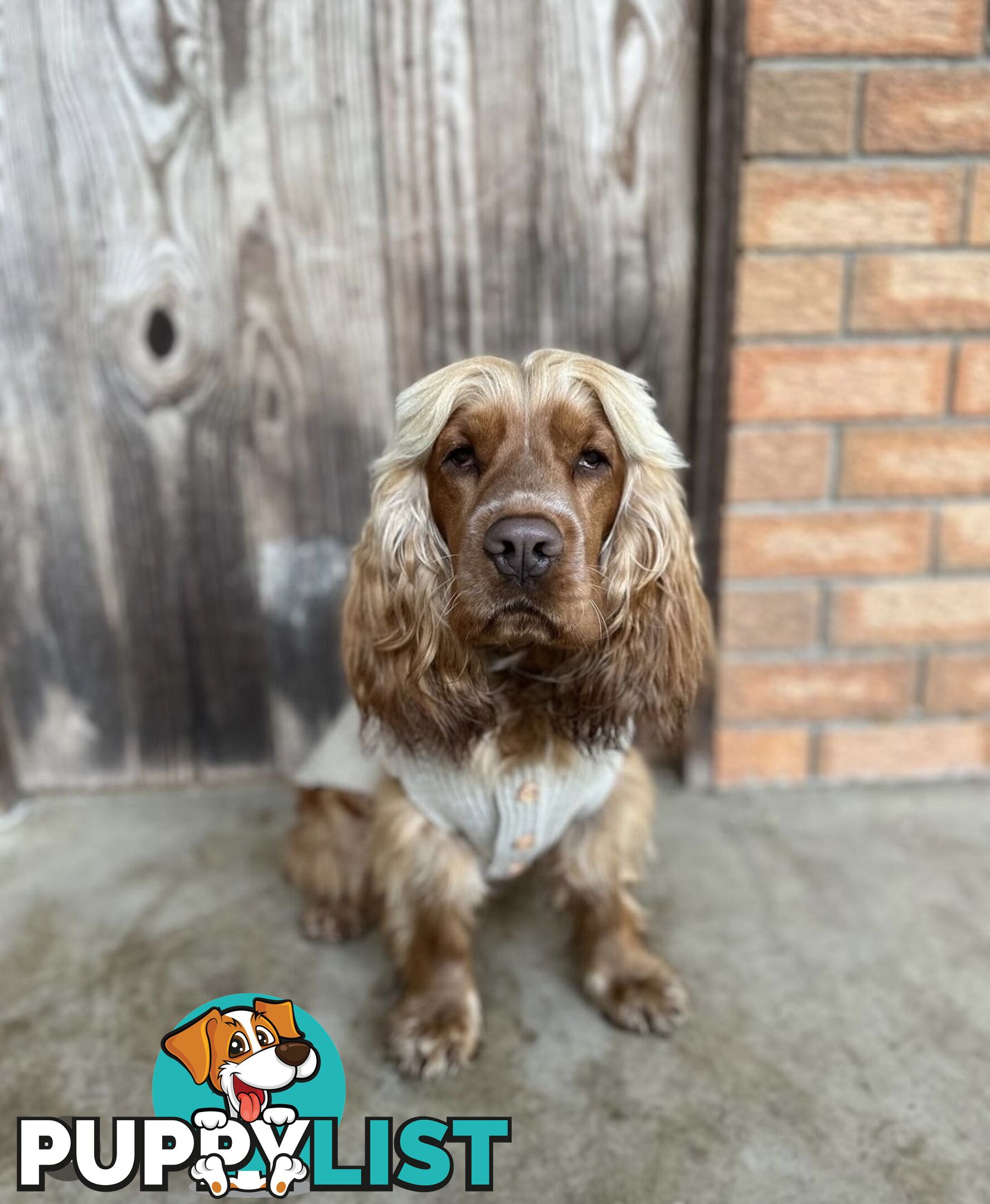 Cocker Spaniel Puppies Pure Bred RBPA Registered Program