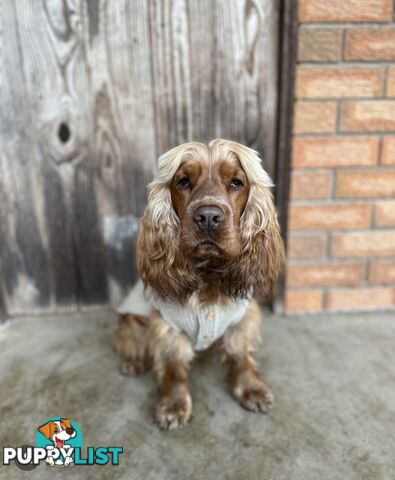 Cocker Spaniel Puppies Pure Bred RBPA Registered Program