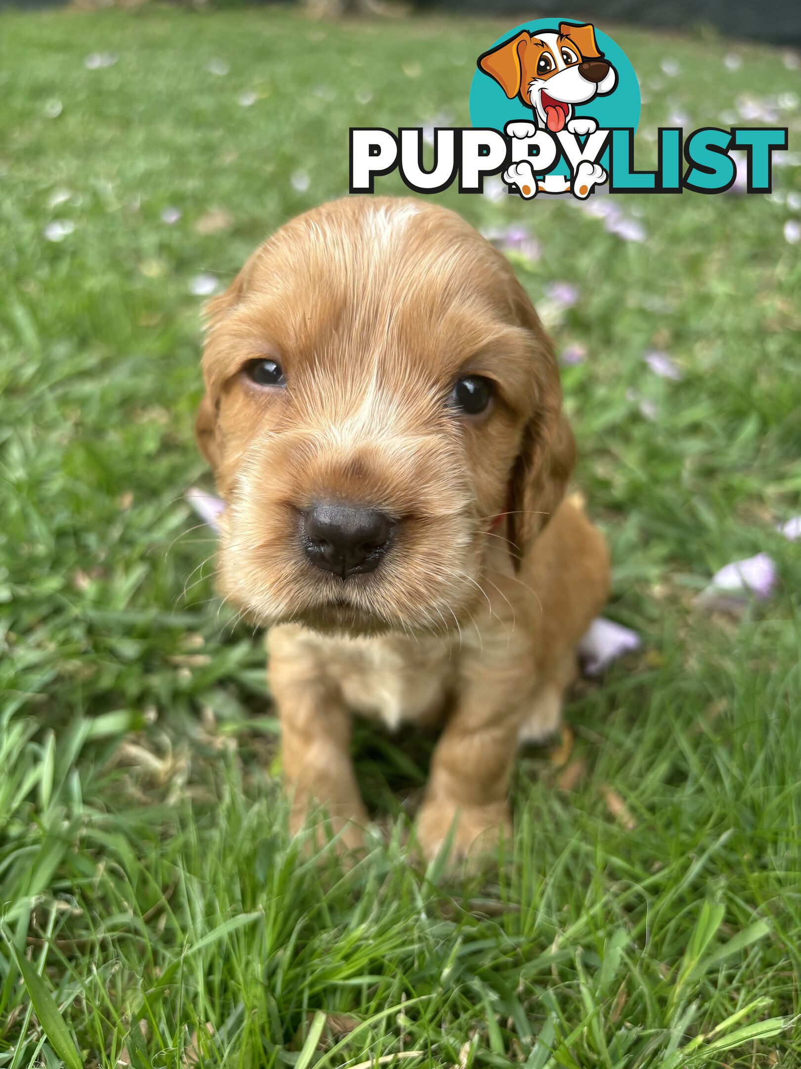 Cocker Spaniel Puppies Pure Bred RBPA Registered Program