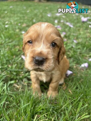 Cocker Spaniel Puppies Pure Bred RBPA Registered Program