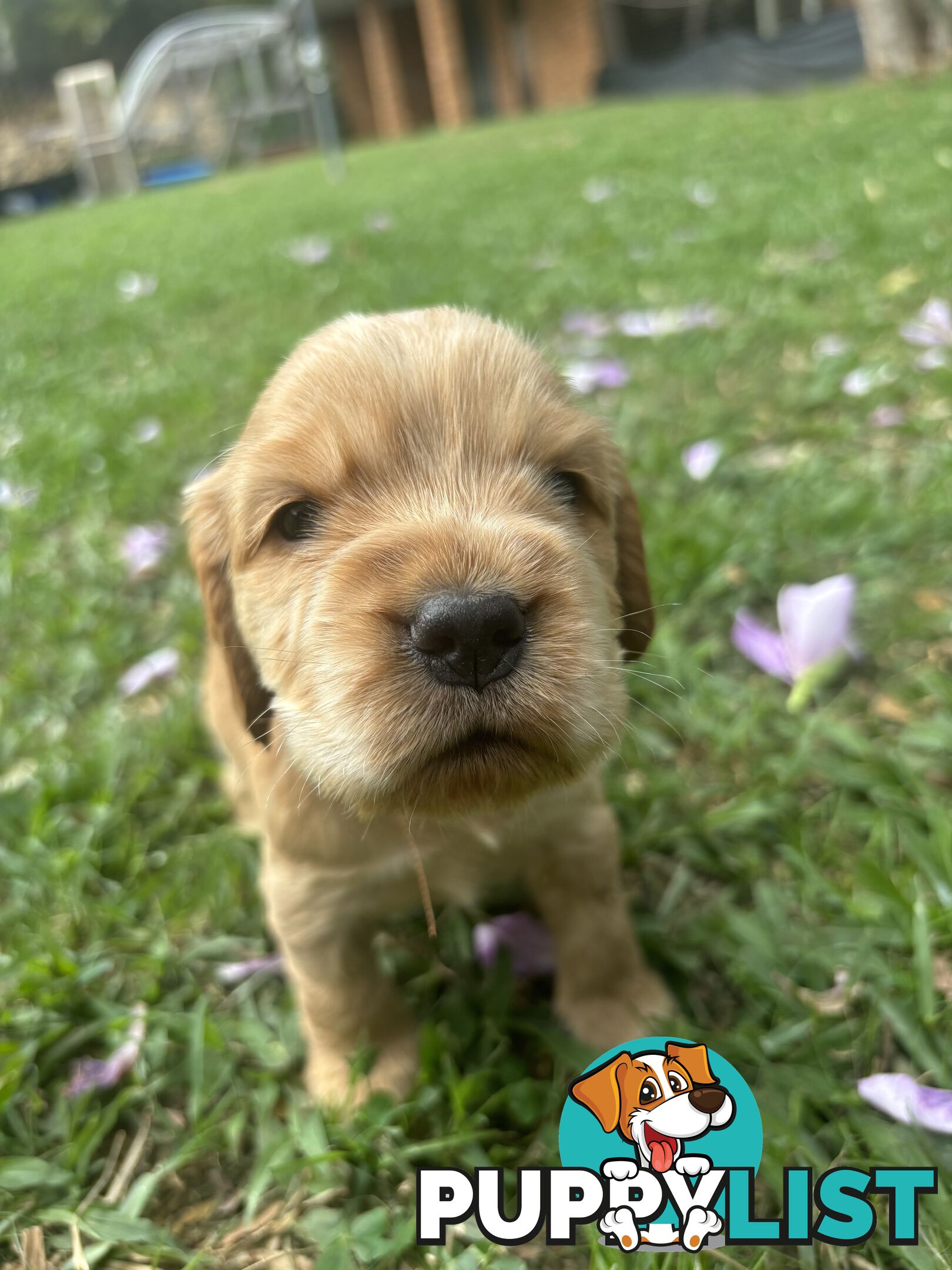 Cocker Spaniel Puppies Pure Bred RBPA Registered Program