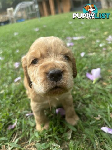 Cocker Spaniel Puppies Pure Bred RBPA Registered Program