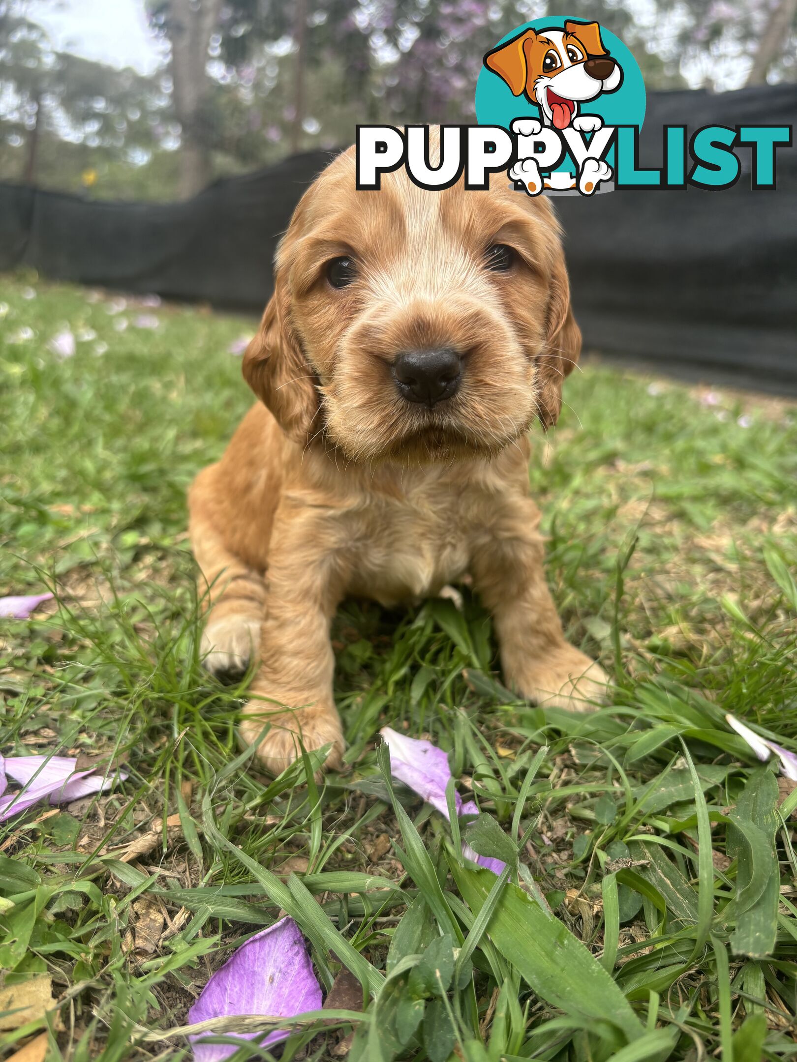 Cocker Spaniel Puppies Pure Bred RBPA Registered Program