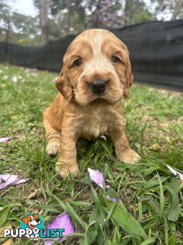 Cocker Spaniel Puppies Pure Bred RBPA Registered Program