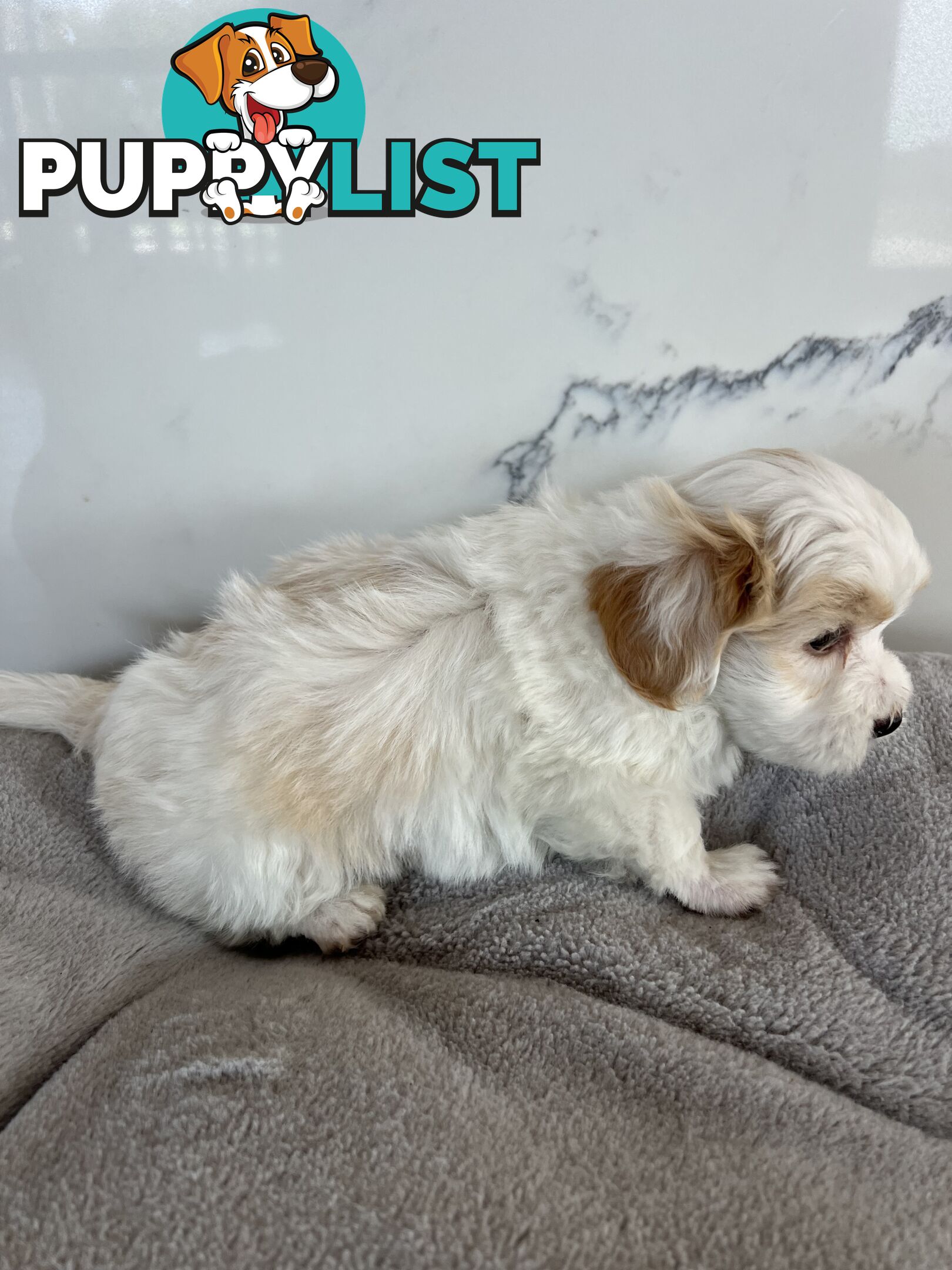 Maltese Shih Tzu Puppies