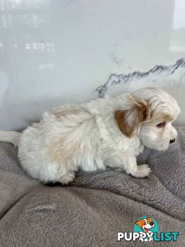 Maltese Shih Tzu Puppies