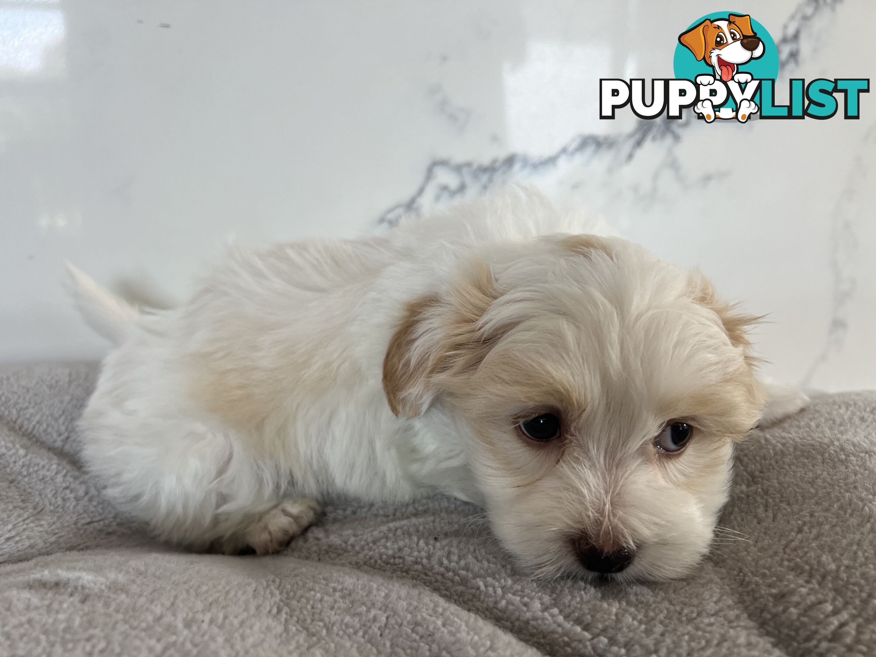 Maltese Shih Tzu Puppies