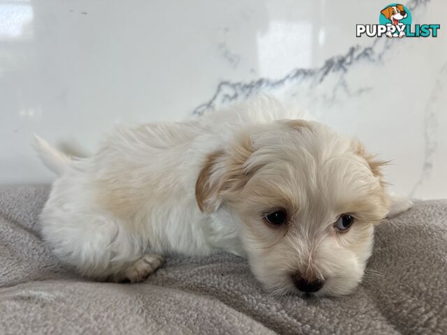 Maltese Shih Tzu Puppies