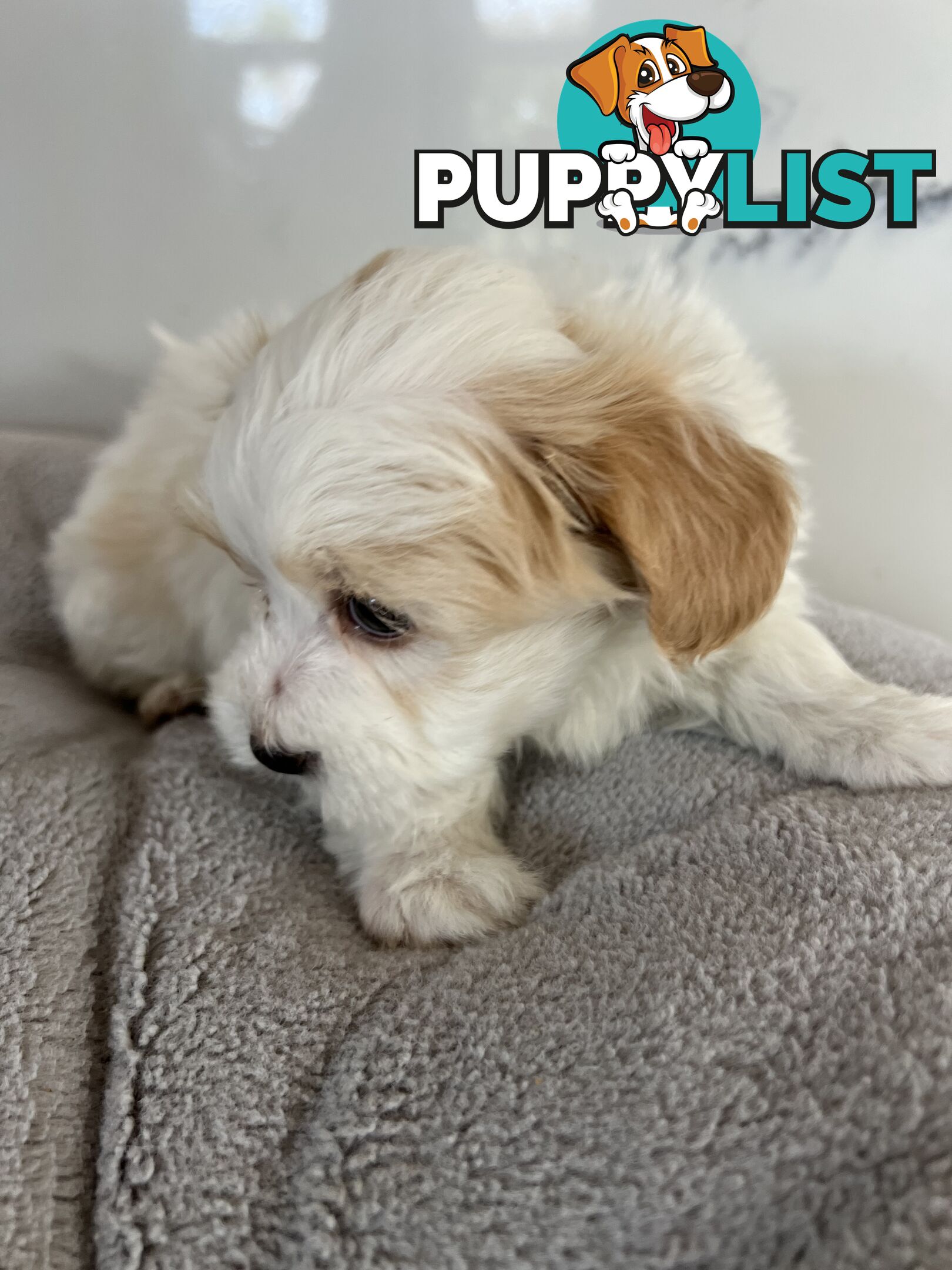 Maltese Shih Tzu Puppies