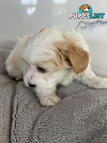 Maltese Shih Tzu Puppies