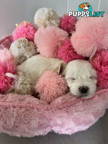 Maltese Shih Tzu Puppies