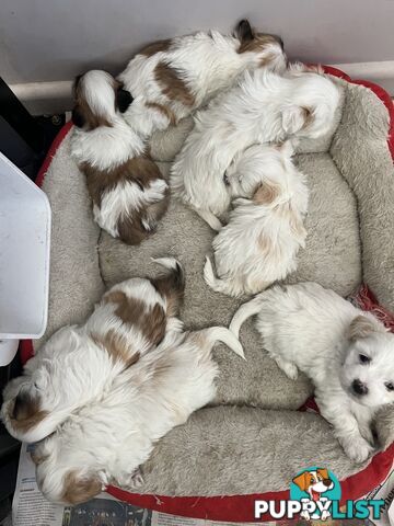 Maltese Shih Tzu Puppies