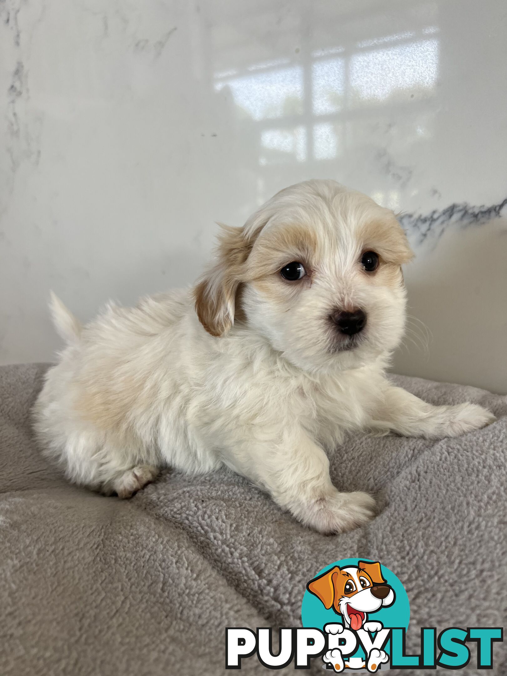 Maltese Shih Tzu Puppies