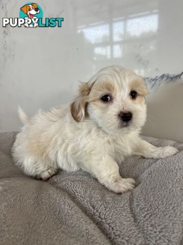 Maltese Shih Tzu Puppies