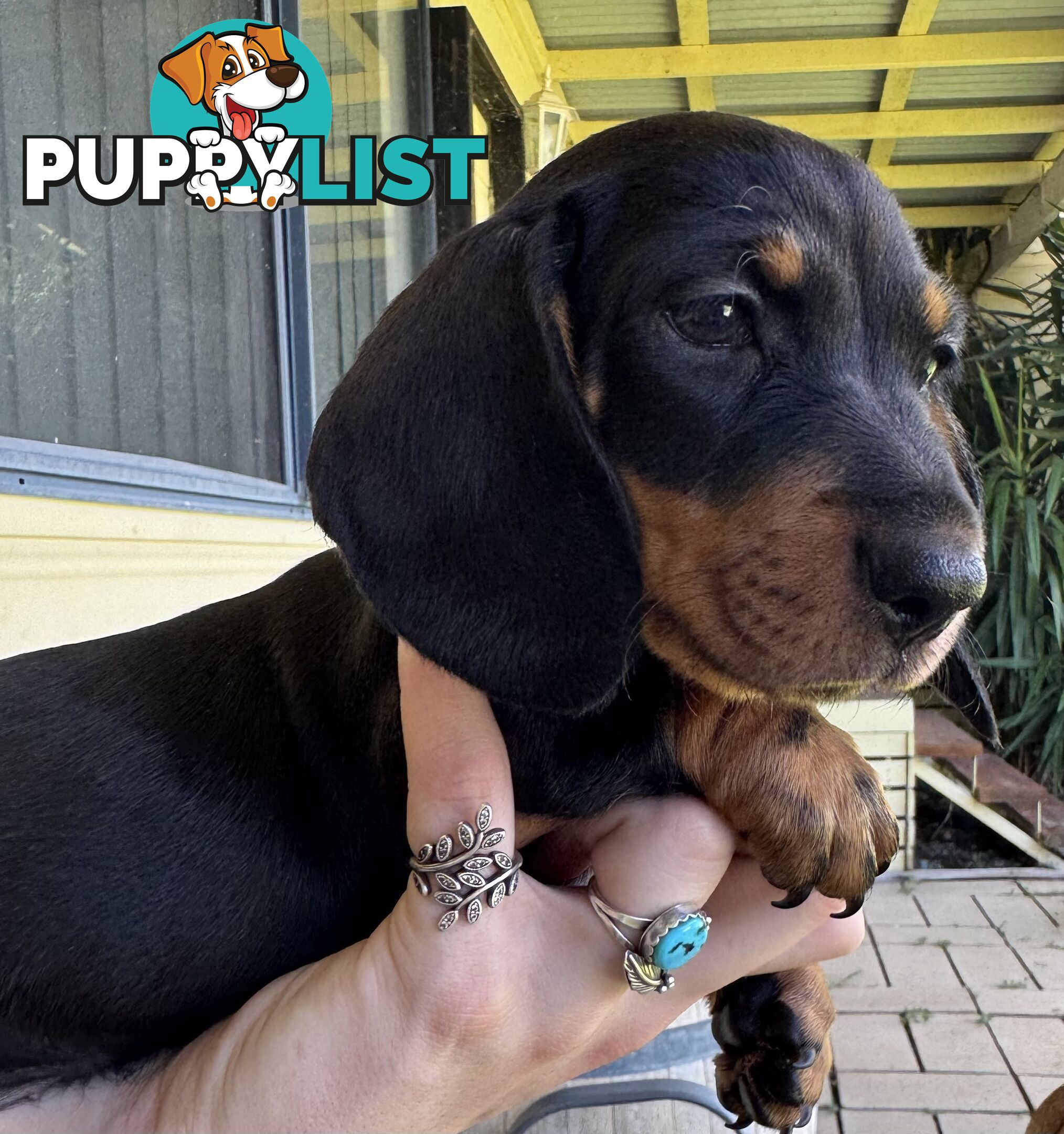 Mini Dachshund puppies