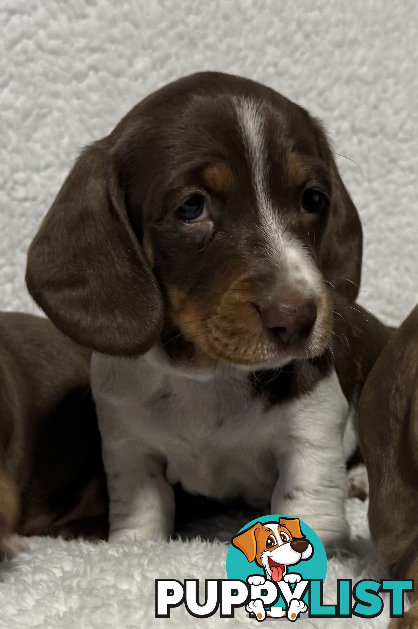 Mini Dachshund puppies