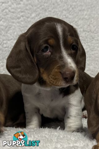 Mini Dachshund puppies