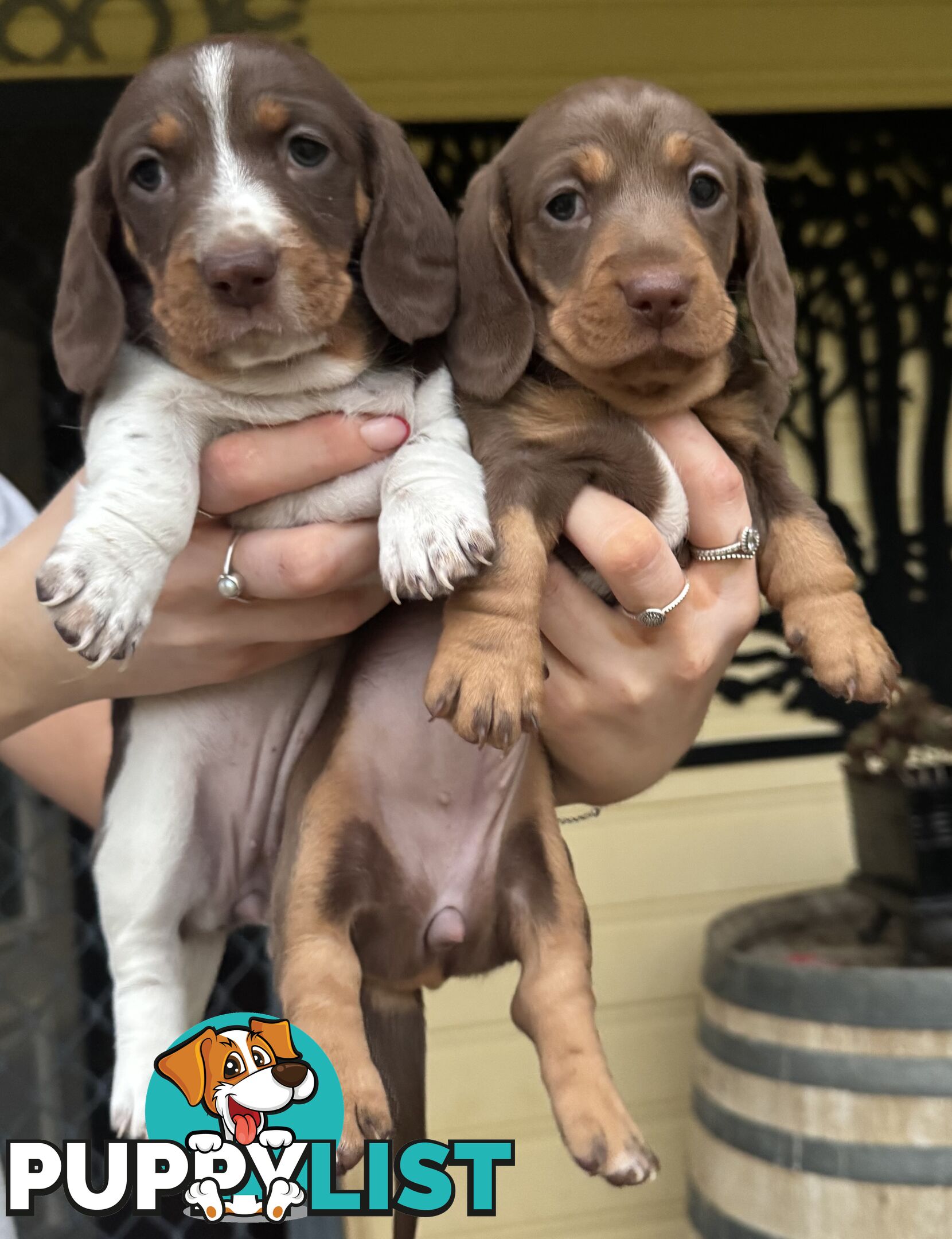 Mini Dachshund puppies