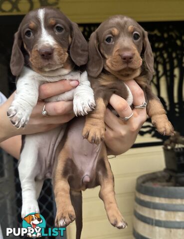 Mini Dachshund puppies