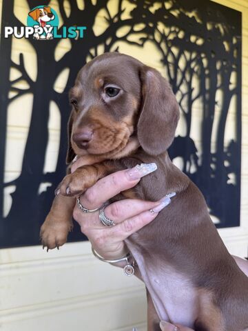 Mini Dachshund puppies