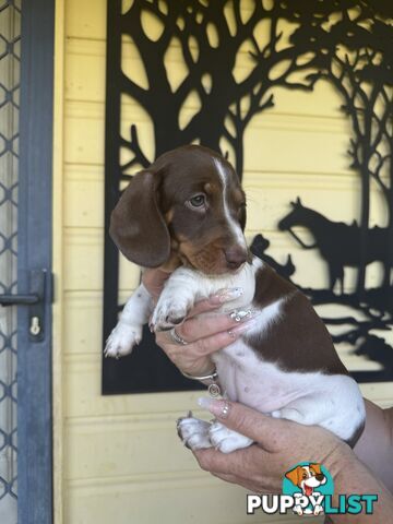 Mini Dachshund puppies