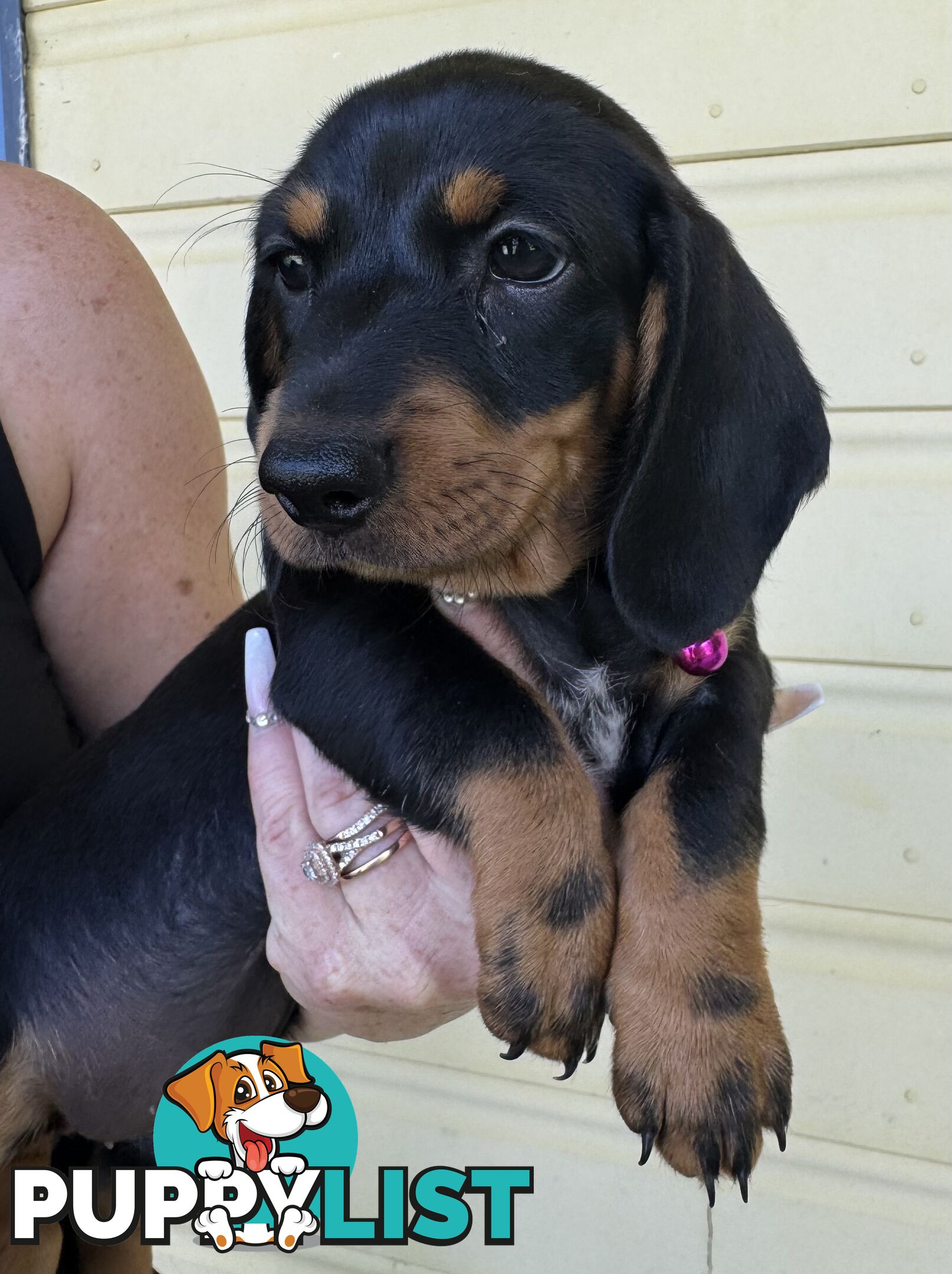 Mini Dachshund puppies