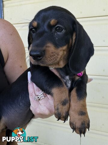 Mini Dachshund puppies