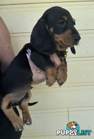 Mini Dachshund puppies