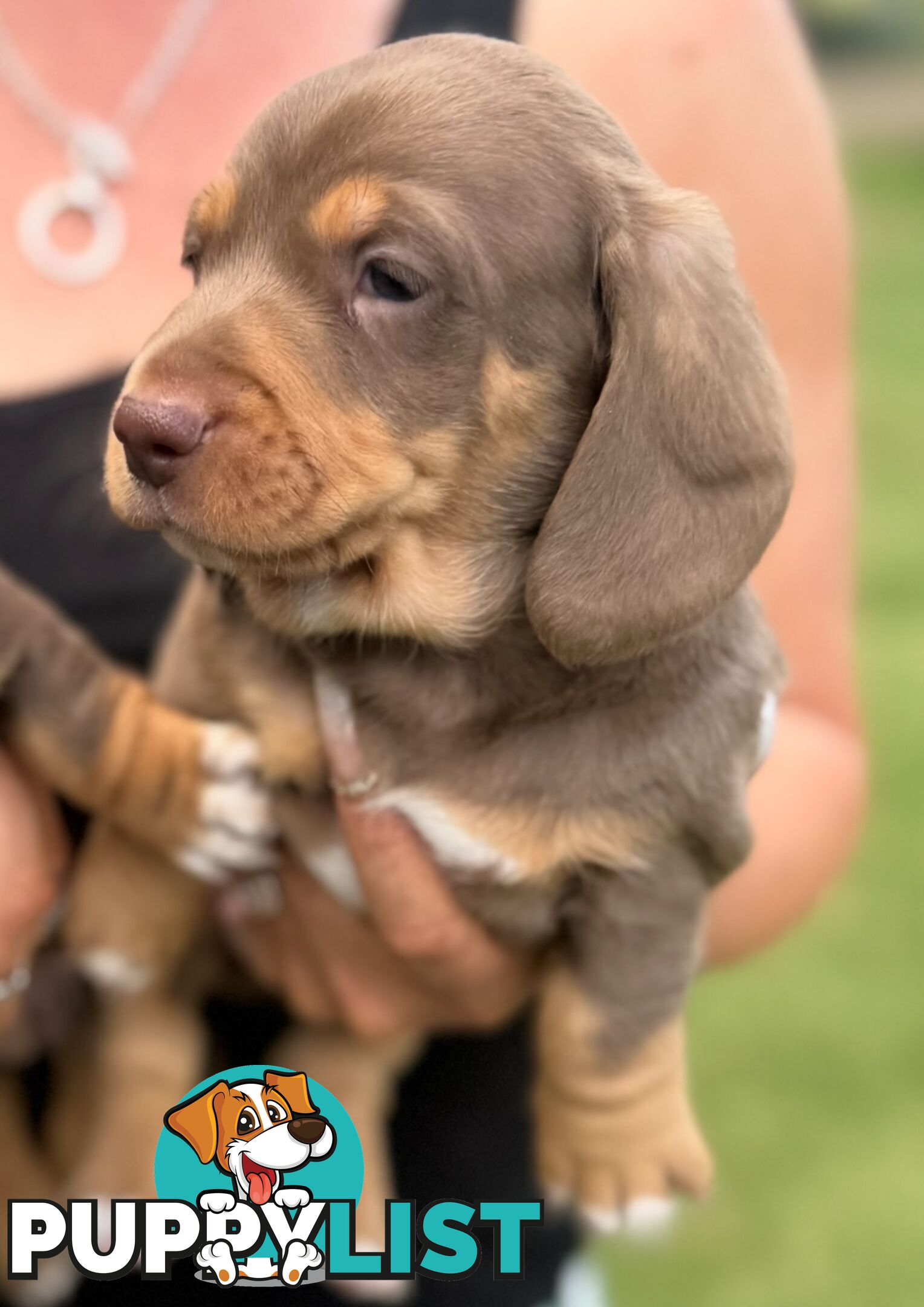 Mini Dachshund puppies