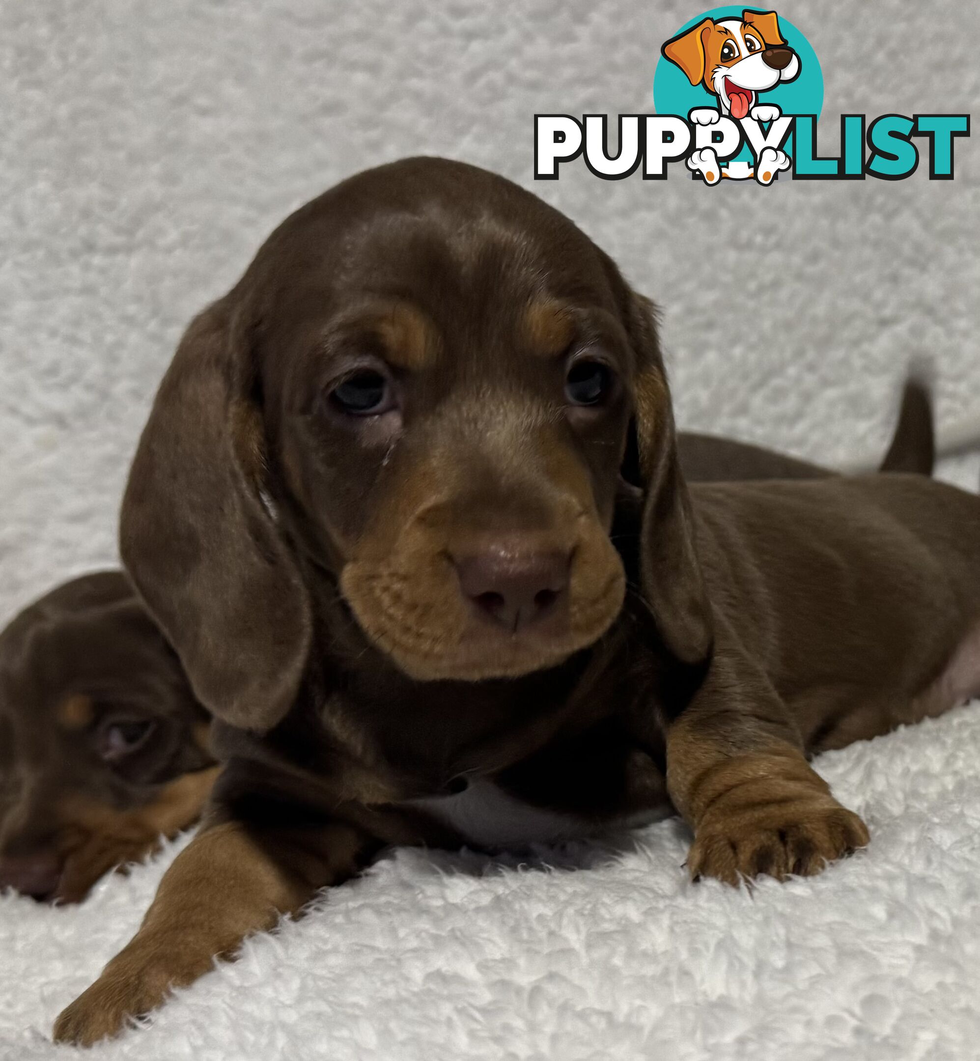 Mini Dachshund puppies