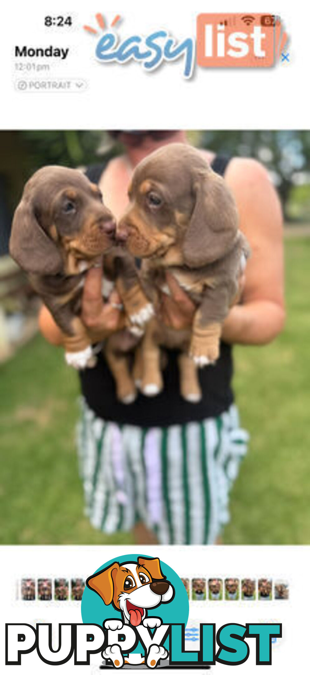 Mini Dachshund puppies