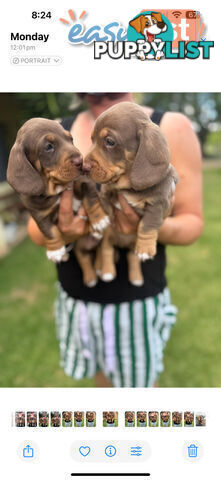 Mini Dachshund puppies