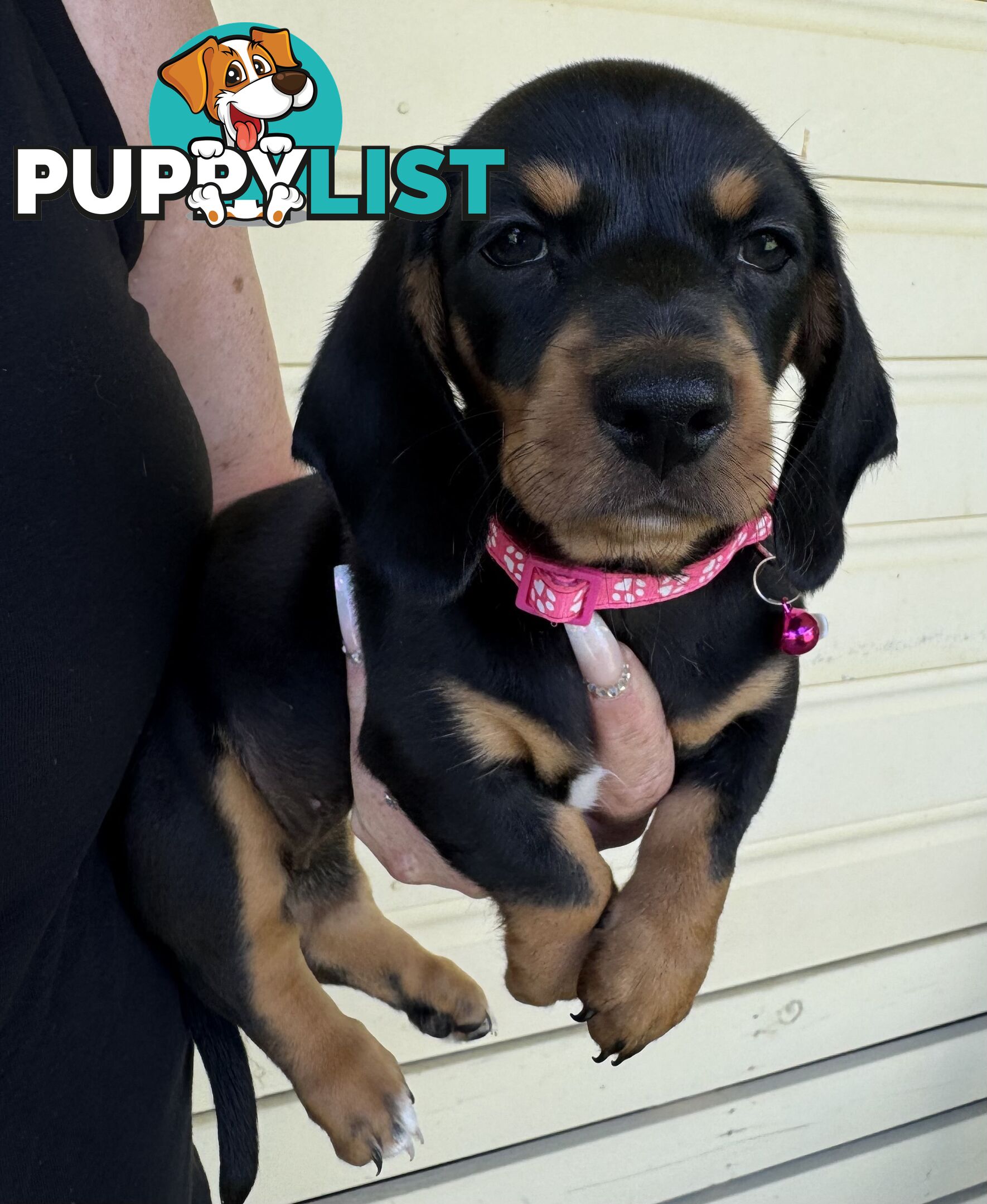 Mini Dachshund puppies