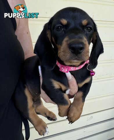 Mini Dachshund puppies