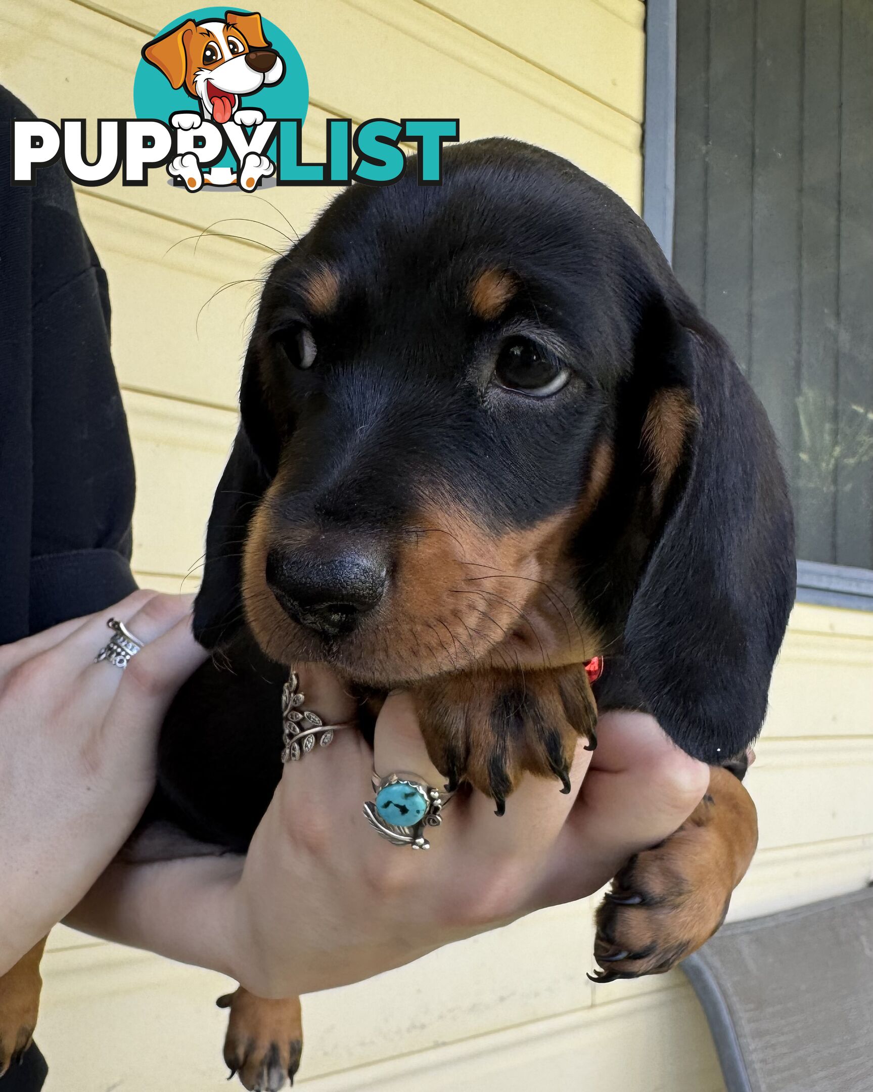 Mini Dachshund puppies