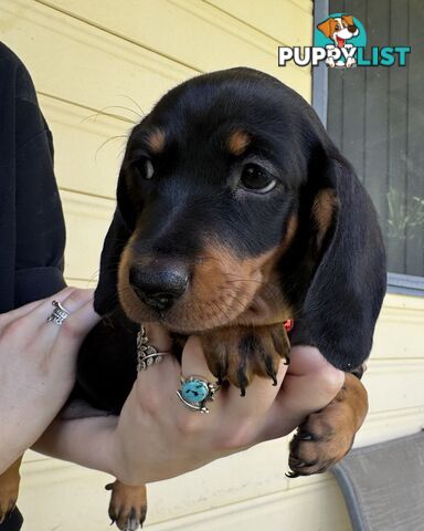 Mini Dachshund puppies