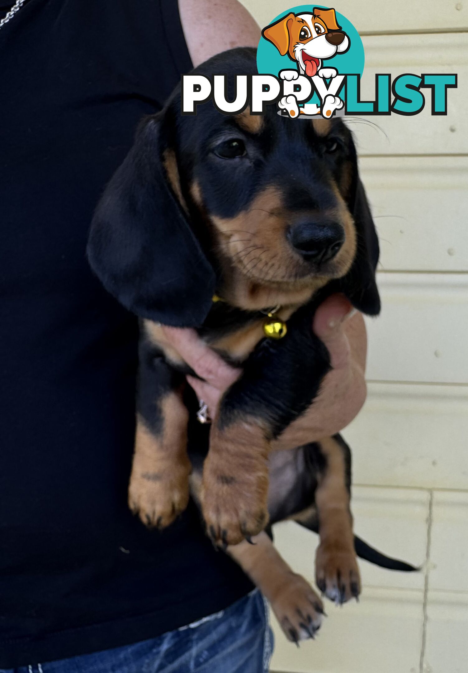 Mini Dachshund puppies