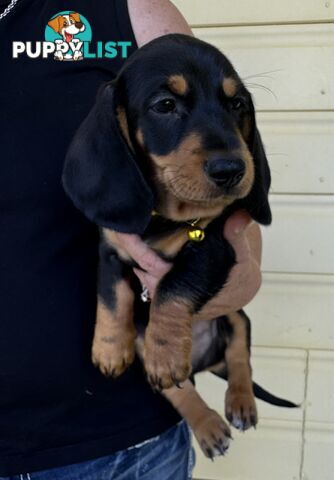 Mini Dachshund puppies