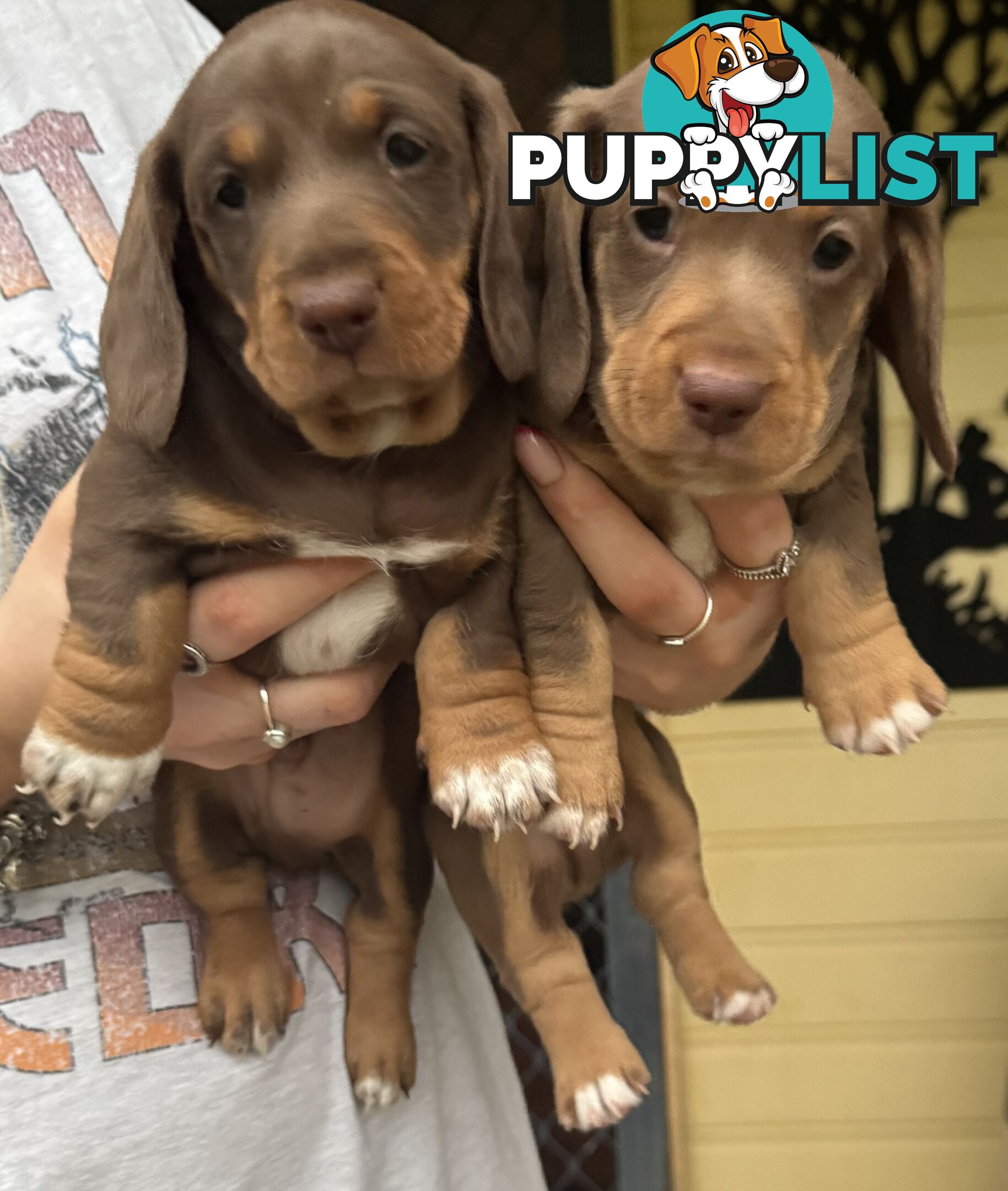 Mini Dachshund puppies