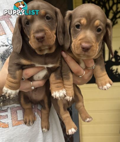 Mini Dachshund puppies