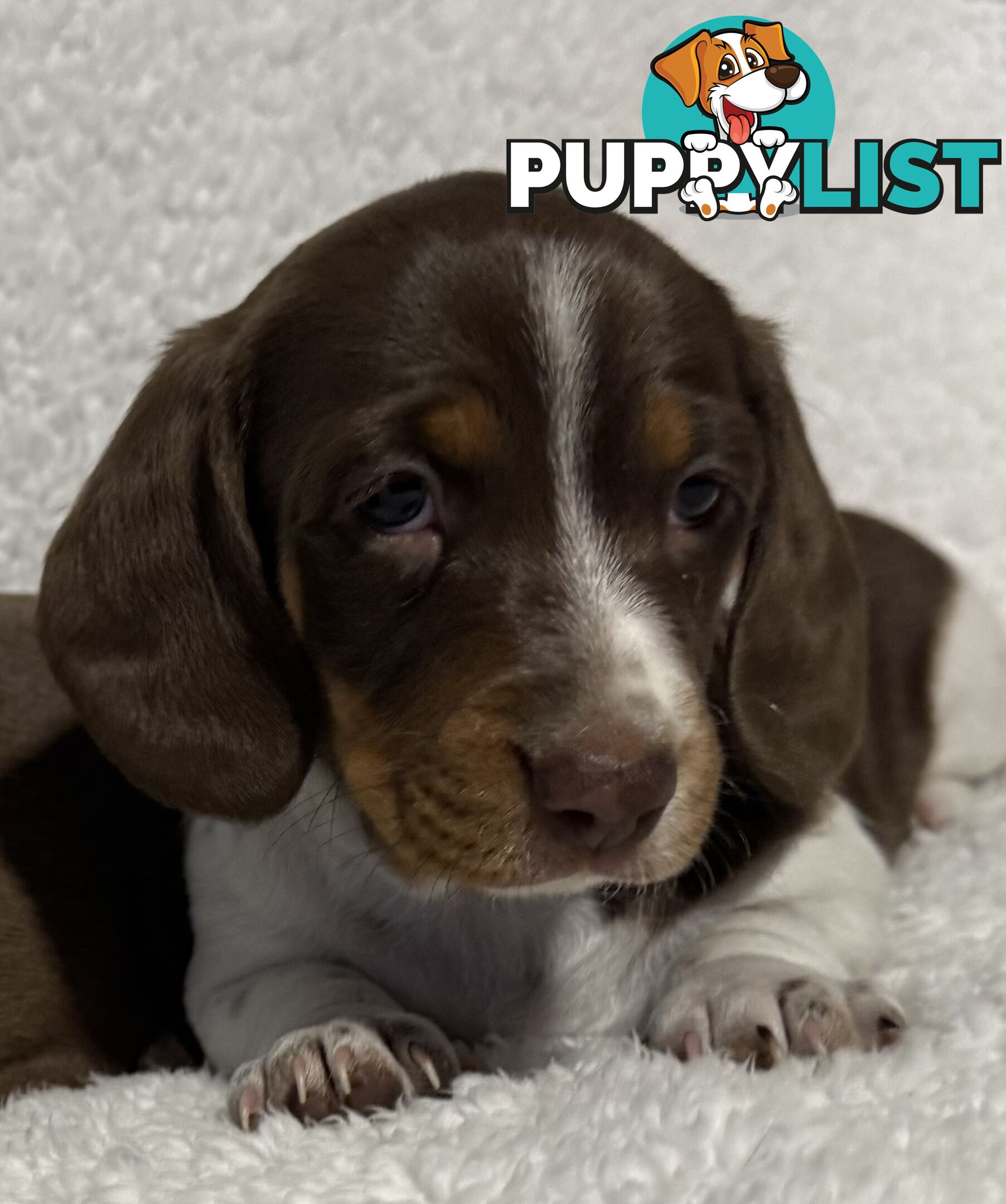 Mini Dachshund puppies